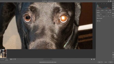 A picture showing how to use Red Eye in Camera Raw in Photoshop to correct pet eye glow in a camera raw photo.