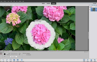 A picture showing how to remove a background using Photoshop Element’s Background Eraser Tool.