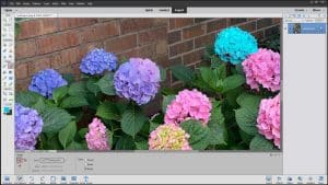 A picture of a user applying the background color by using the Eraser Tool in Photoshop Elements.