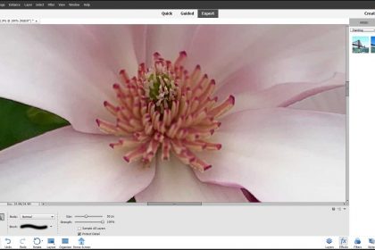 Blur or Sharpen Images in Photoshop Elements: A picture of a user blurring photo details by using the Blur Tool in Photoshop Elements.
