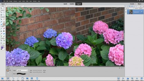 A picture of a user increasing color saturation in a localized area of a photo by using the Sponge Tool in Photoshop Elements.