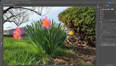 A picture showing how to use the Remove Tool in Photoshop.